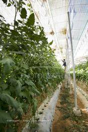 Image du Maroc Professionnelle de  Agriculture moderne au Sahara, un ouvrier utilise des échasses durant son travail sous une immense serre à Dakhla. Dans cette région la production des tomates en grappes bénéficie d’un climat phénoménalement ensoleillé, tempéré et régulier, Mardi 21 Novembre 2006.
Avec l'introduction des cultures sous abris serres, la région de Dakhla est devenue en très peu de temps célèbre pour ces productions de fruits et légumes destinés à l’export.   . (Photo / Abdeljalil Bounhar)